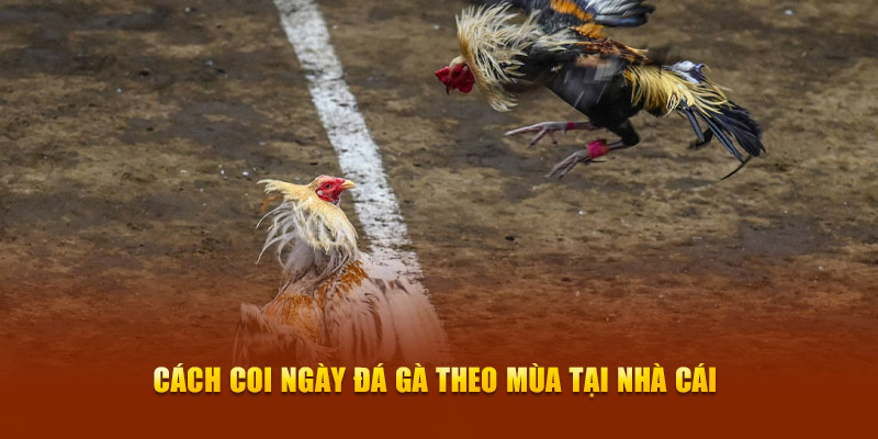 Cách coi ngày đá gà theo mùa tại nhà cái Cách coi ngày đá gà theo mùa tại nhà cái