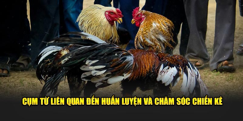 Cụm từ liên quan đến huấn luyện và chăm sóc chiến kê Cụm từ liên quan đến huấn luyện và chăm sóc chiến kê
