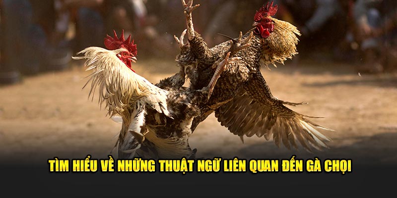 Tìm hiểu về những thuật ngữ liên quan đến gà chọi Tìm hiểu về những thuật ngữ liên quan đến gà chọi